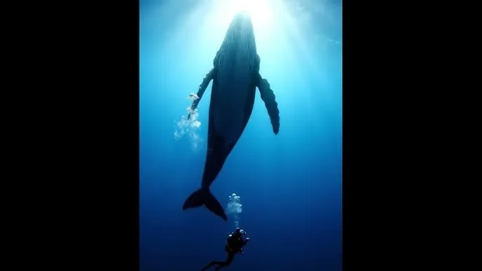 1000影视网 - 深蓝星球：探索海洋深处的未知世界